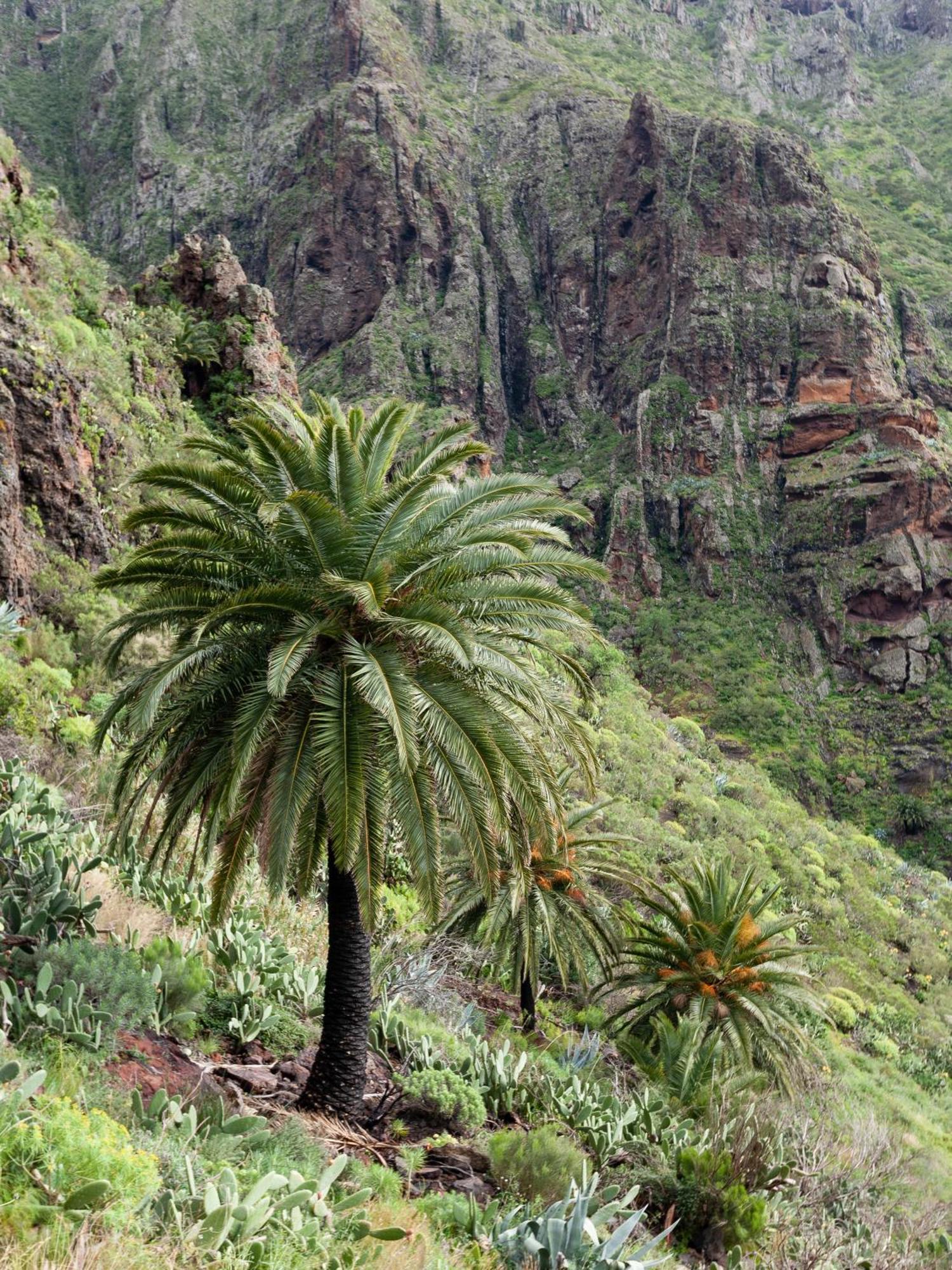 Vila Live Masca Casatarucho Buenavista Del Norte Exteriér fotografie
